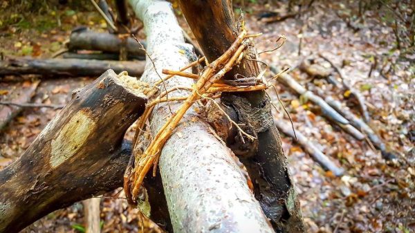 Holzkonstruktion mit Schnüren verbindet zwei Äste