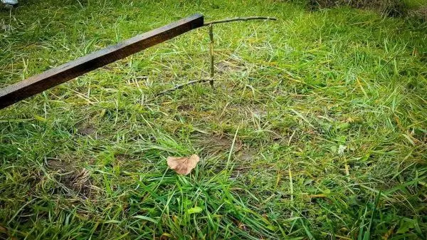 Holzstück liegt auf Gras neben einem kleinen Ast