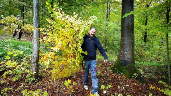 Mann trägt einen großen Ast mit gelben Blättern durch den Wald