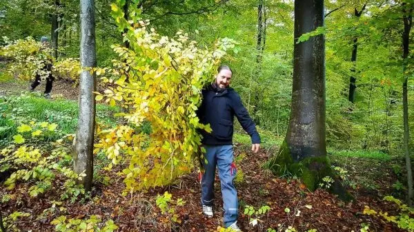 Mann trägt einen großen Ast mit gelben Blättern durch den Wald