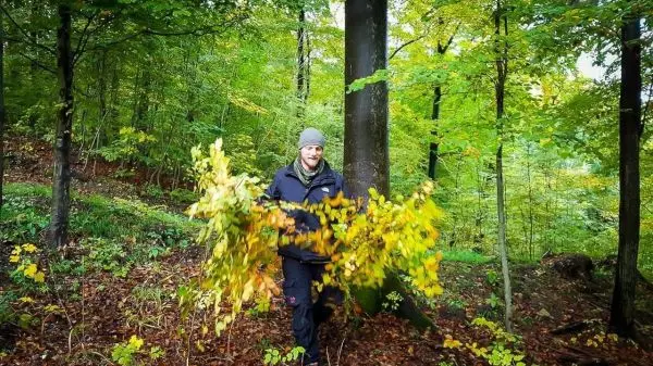 Person trägt einen Strauß mit bunten Blättern im Wald