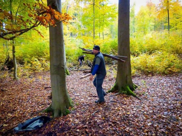 Holzstämme werden zwischen Bäumen transportiert, Laub bedeckt den Boden