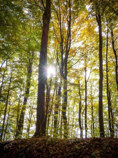 Sonnenstrahlen durchbrechen das Blätterdach eines herbstlichen Waldes
