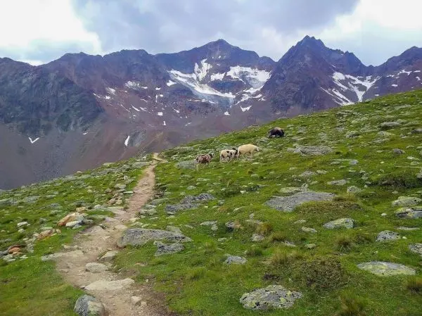 Grasbewachsene Hügellandschaft mit einem Wanderweg und mehreren Schafen im Vordergrund