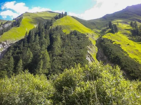 Grüne Hügel mit Nadelbäumen und Sträuchern unter blauem Himmel