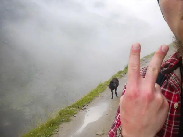Hand zeigt Peace-Zeichen, im Hintergrund steht ein schwarzes Tier auf einem Weg