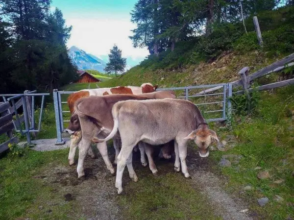 Kühe stehen vor einem Tor auf einem Weg in einer bergigen Landschaft