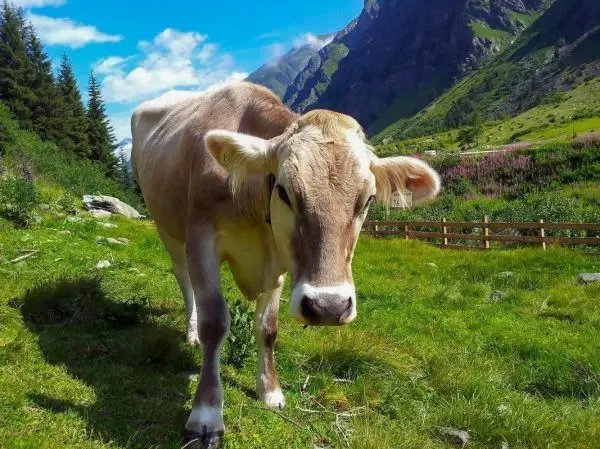 Kuh steht auf einer Wiese mit Bergen im Hintergrund