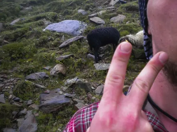 Nahaufnahme eines Fingers, der ein Peace-Zeichen zeigt, im Hintergrund zwei Schafe auf einer Wiese