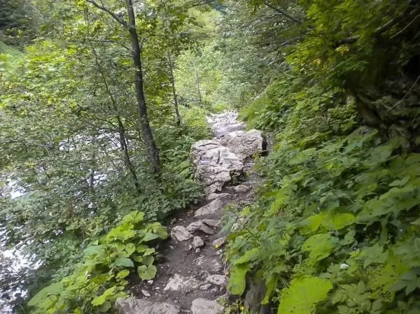 Schmaler Pfad zwischen Bäumen und Sträuchern entlang eines kleinen Gewässers