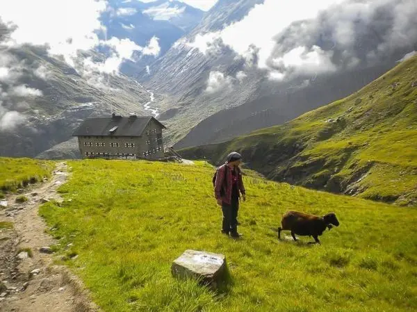 Wanderer steht auf einer Wiese neben einem Schaf, im Hintergrund eine Berghütte