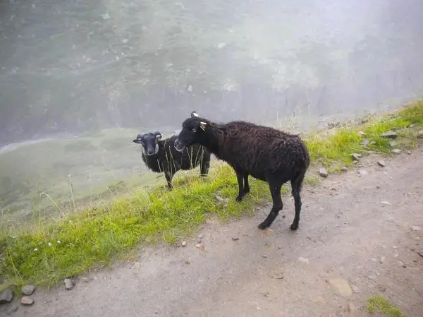 Zwei schwarze Schafe stehen am Wegesrand auf einer grünen Wiese