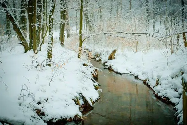 Bach in einer verschneiten Waldlandschaft mit Bäumen
