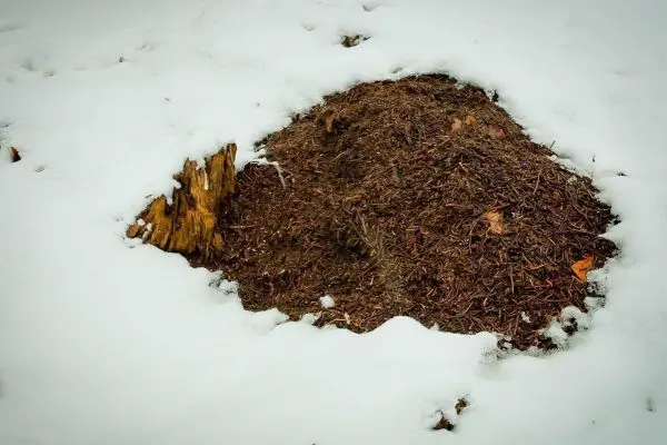 Haufen aus Erde und Laub unter Schnee
