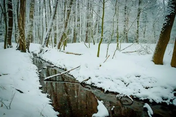 Schneebedeckter Wald mit einem kleinen Bach