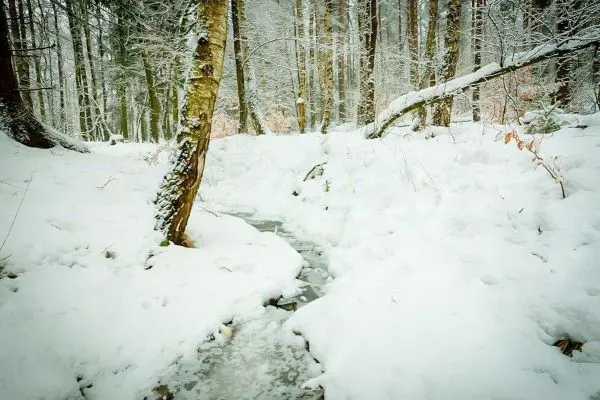 Schneebedeckter Wald mit einem kleinen Bach im Vordergrund