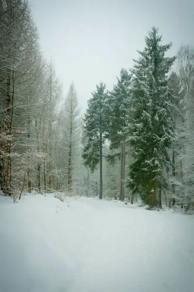 Schneebedeckter Waldweg mit hohen, grünen Bäumen