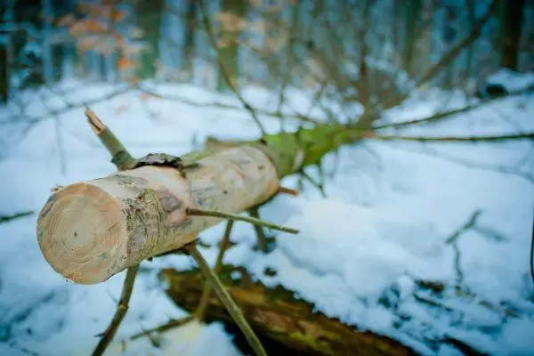 Umgefallener Baumstamm im Schnee, umgeben von Ästen