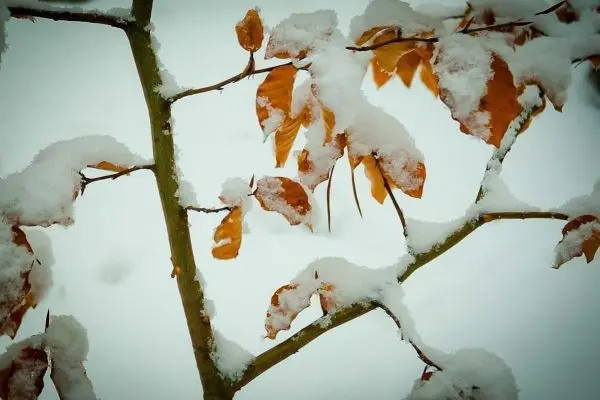 Zweige mit schneebedeckten, braunen Blättern