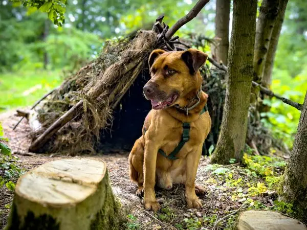 Hund sitzt vor einer selbstgebauten Tarp-Notunterkunft im Wald