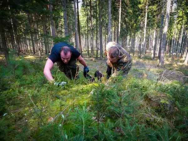 Zwei Personen suchen am Boden im Wald nach etwas zwischen den Pflanzen