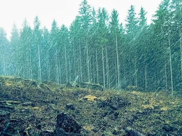 Dichte Regenfälle fallen auf eine gerodete Waldfläche mit stehenden Bäumen im Hintergrund