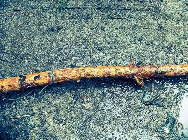 Ein längerer, glatter Stock liegt auf feuchtem Boden