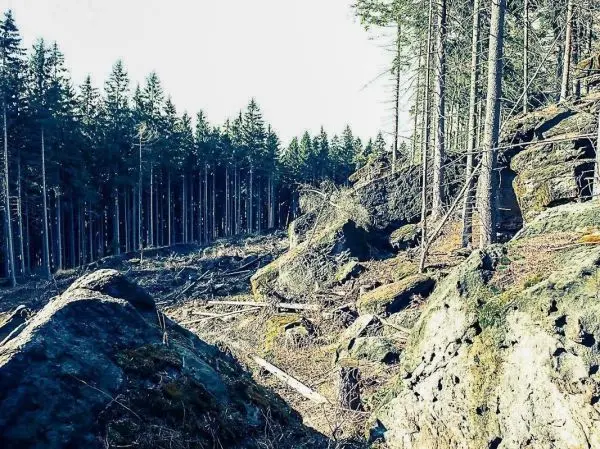 Felsen und Baumstämme im lichtdurchfluteten Waldgebiet mit gerodeten Flächen