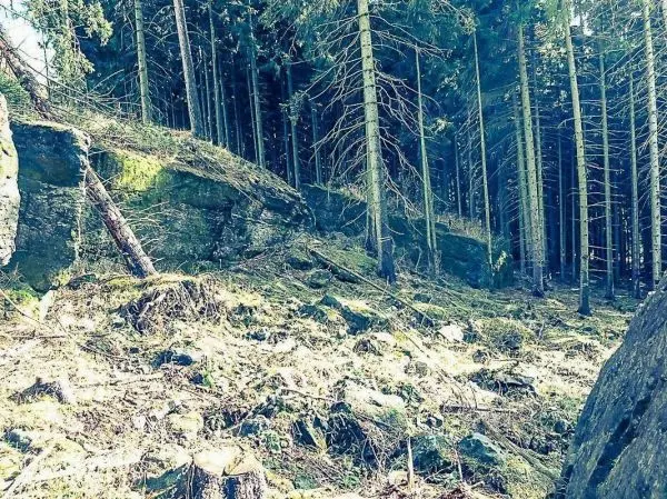 Felsen und Baumstämme im Wald mit trockenem Boden und Laub