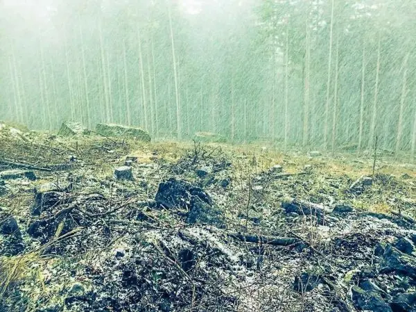 Schneefall über einem bewaldeten Gelände mit Steinen und trockenem Laub