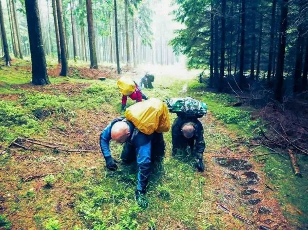 Gruppierung krabbelt auf dem Waldboden zwischen Bäumen und Sträuchern