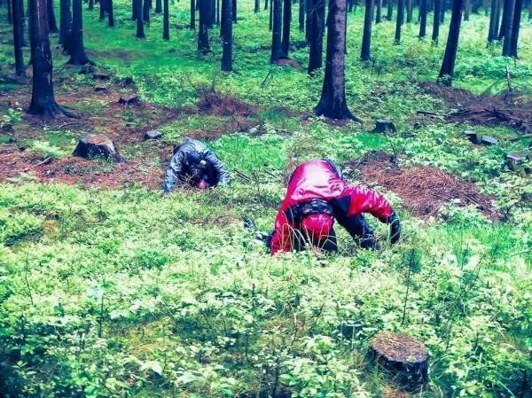 Zwei Personen suchen am Boden im Wald nach etwas