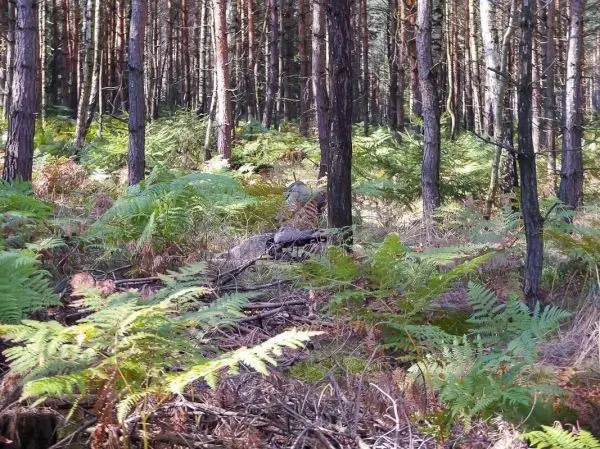 Dichte Baumreihe mit Farnen und trockenem Laub im Wald