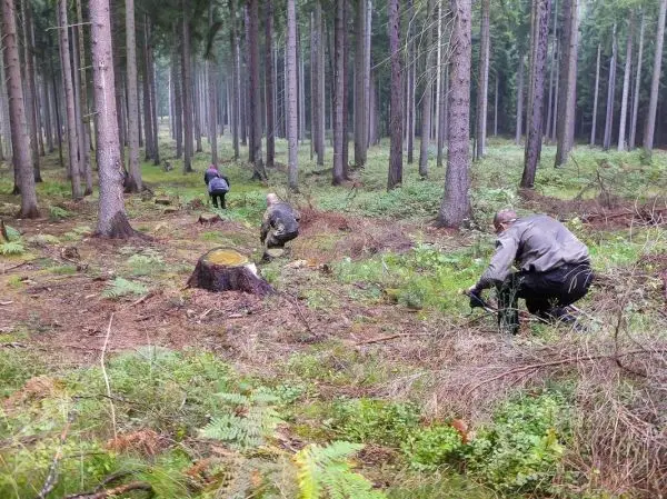 Drei Personen arbeiten im Wald, um Holz zu sammeln und den Boden zu reinigen