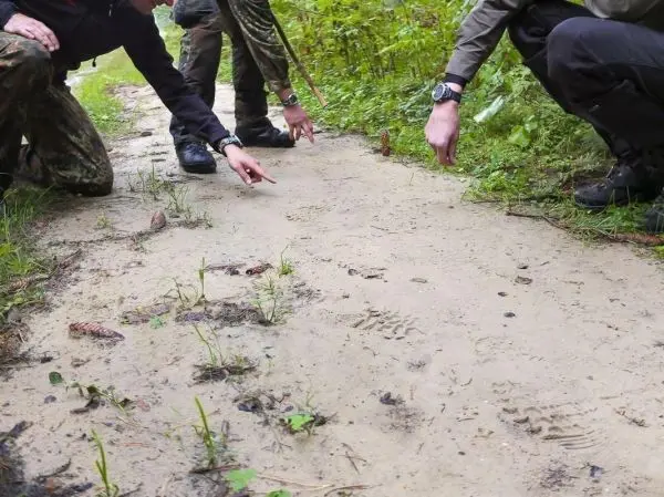 Drei Personen zeigen auf Fußabdrücke im Sandweg zwischen Gras und Pflanzen
