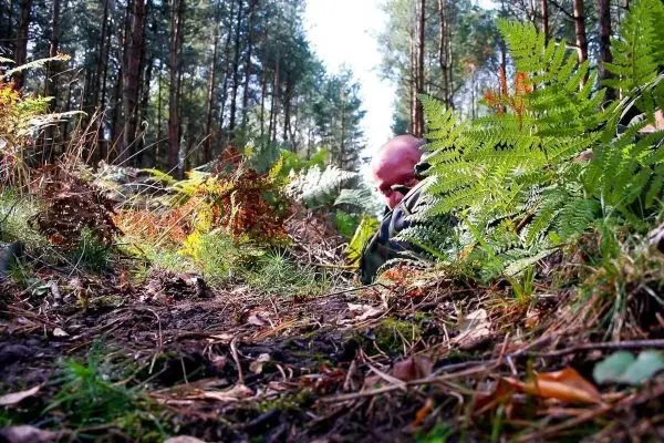 Person liegt im Wald zwischen Pflanzen und schaut nach oben