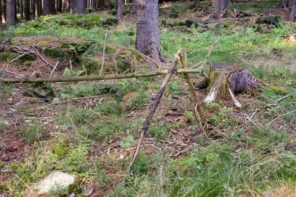 Schlagfalle (Figure-Four/4er-Falle) aus Ästen im Wald aufgebaut
