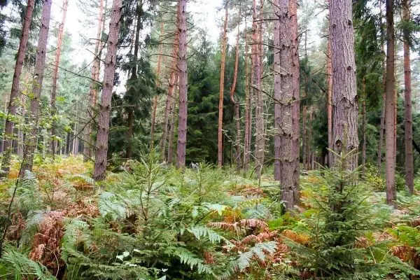 Wald mit hohen Bäumen und Farnen im Unterholz