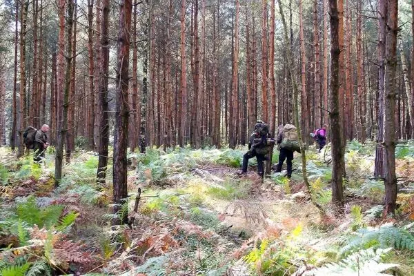 Wanderer mit Rucksäcken bewegen sich durch einen Wald mit Farnen und Kiefern