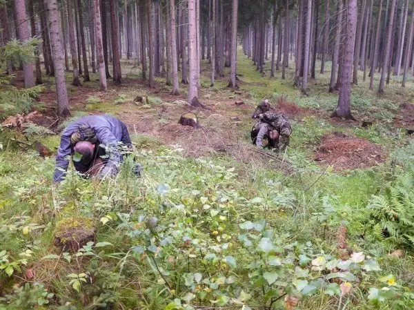 Zwei Personen sammeln Pflanzenmaterial im Wald zwischen hohen Bäumen