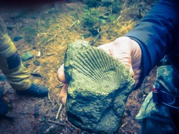 Person hält einen Stein mit Muschelmuster in der Hand