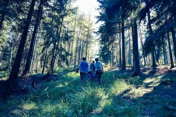 Personen gehen durch einen Wald mit hohen Bäumen