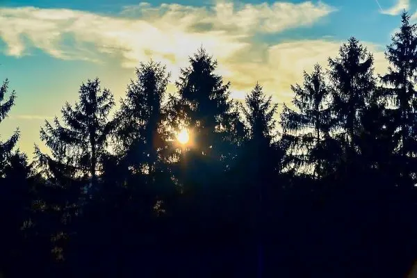 Sonnenlicht scheint durch die Silhouette von Nadelbäumen am Horizont