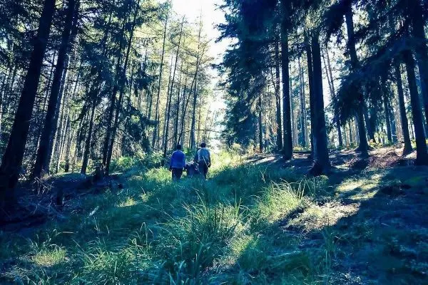 Zwei Personen gehen einen schmalen Pfad durch einen bewaldeten Bereich