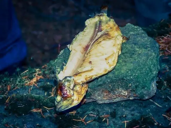 Gegrillter Fisch liegt auf einem Stein im Wald