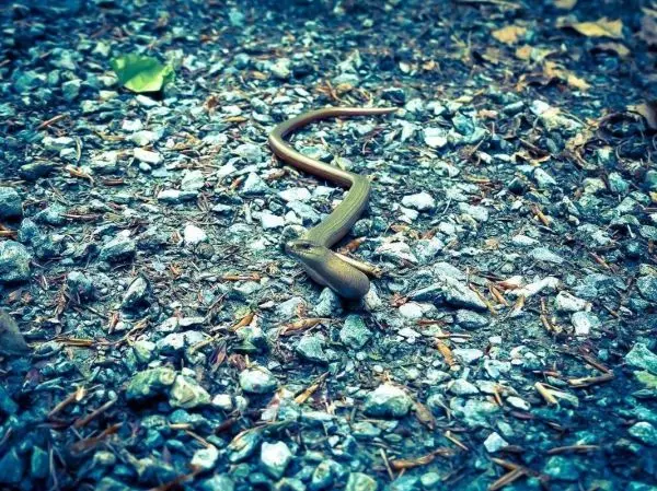 Schlange kriecht über einen mit Steinen und Laub bedeckten Boden