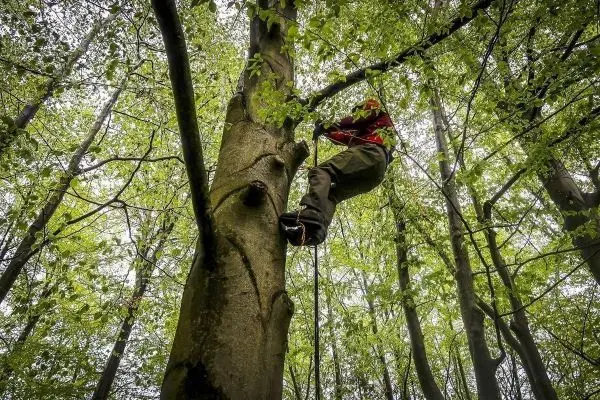 Kletterer nutzt Seiltechnik, um einen Baumstamm zu erklimmen