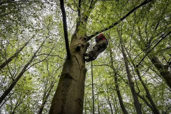 Kletterer sichert sich mit Seil am Baumstamm in einem Waldgebiet