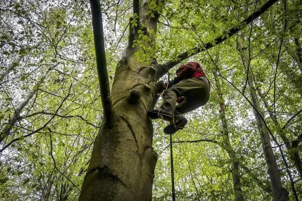 Klettert an einem Baum mit Seilunterstützung in einem Waldgebiet