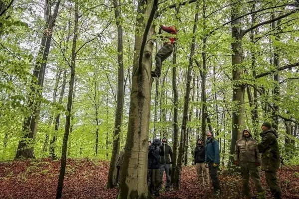 Person klettert an einem Baum, Gruppe beobachtet im Wald